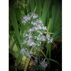 Blue Wood Aster (Symphyotrichum cordifolium) (1 gallon)