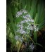 Blue Wood Aster (Symphyotrichum cordifolium) (2" x 5")