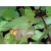 Blue Wood Aster (Symphyotrichum cordifolium) (2" x 5")