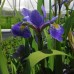 Flag, Blue (Iris versicolor) (1 Gallon)
