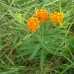 Butterfly Weed (3")