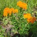 Butterfly Weed (2" x 5")
