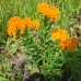 Butterfly Weed (1 Gallon)