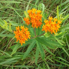 Butterfly Weed (3")