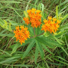 Butterfly Weed (1 Gallon)