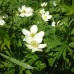 Canada anemone (1 Gallon)