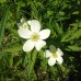 Canada anemone (1 Gallon)