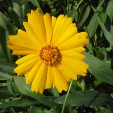 Lance-leaved Coreopsis (Coreopsis lanceolata) (1 Gallon)