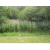 Joe-Pye Weed (1 gallon)