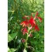 Cardinal Flower (Lobelia cardinalis) (1 gallon)