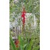 Cardinal Flower (Lobelia cardinalis) (1 gallon)