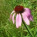 Coneflower, Purple (1 gallon)