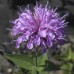 Bergamot, Wild (Monarda fistulosa) (3")