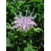 Bergamot, Wild (Monarda fistulosa) (1 Gallon)