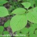 Alternate Leaf Dogwood (3+0)