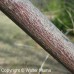 Alternate Leaf Dogwood (2+0)