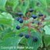 Alternate Leaf Dogwood (3+0)