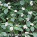 Alternate Leaf Dogwood (3+0)