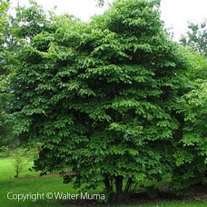 Alternate Leaf Dogwood (3+0)