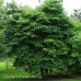 Alternate Leaf Dogwood (2 gallon)