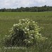 Black Elderberry (1 gallon)