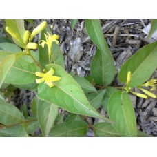 Bush Honeysuckle (1 gallon)