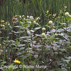 Buttonbush (P+1.5)