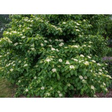 Silky Dogwood (2 gallon)