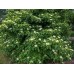 Silky Dogwood (2 gallon)