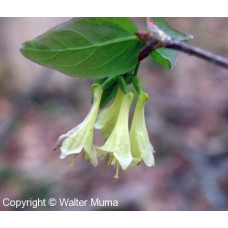 Fly Honeysuckle (1 gallon)