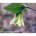 Fly Honeysuckle (1 gallon) Fly Honeysuckle (1 gallon)