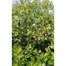 Fragrant Sumac (1+0)