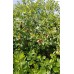 Fragrant Sumac (2 gallon)