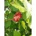 Fragrant Sumac (2 gallon)