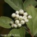 Gray Dogwood (2 gallon)