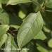 Gray Dogwood (2 gallon)