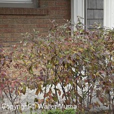 Gray Dogwood (2 gallon)