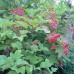 Highbush Cranberry (3+0)
