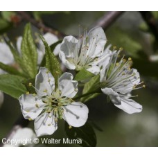 Canada Plum (1 gallon)