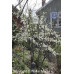 Canada Plum (2 gallon)