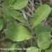 Pussy Willow 1/1