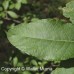 Pussy Willow (plug)