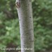 Pussy Willow 1/1