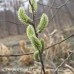 Pussy Willow (plug)