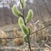 Pussy Willow 1/1