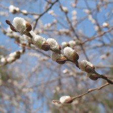 Pussy Willow (plug)