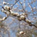 Pussy Willow 1/1