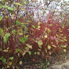 Red Osier Dogwood (2+0)