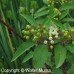 Red Osier Dogwood (2+0)