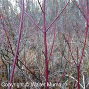 Bareroot Seedlings (20)